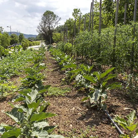 Ktima Bellou Agios Dimitrios (Pieria)