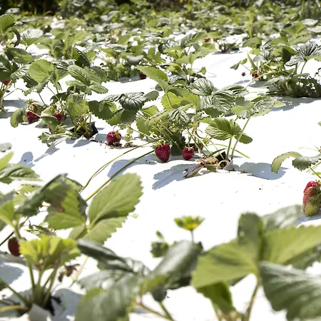 Ktima Bellou מלון Agios Dimitrios (Pieria)