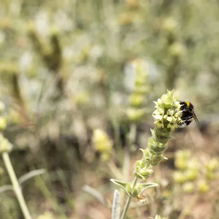 מלון Ktima Bellou 4*