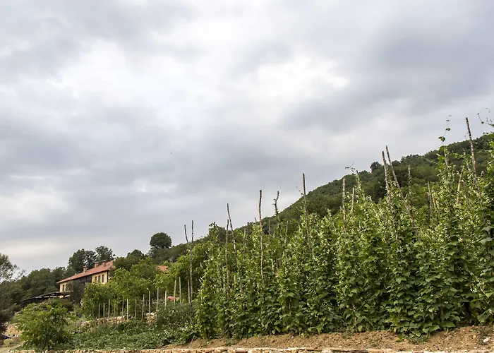 Ktima Bellou Agios Dimitrios (Pieria)