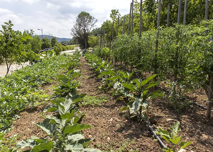 Ktima Bellou Agios Dimitrios (Pieria)