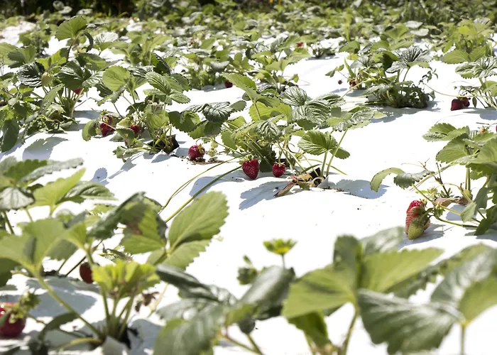 Ktima Bellou Hotel Agios Dimitrios (Pieria)
