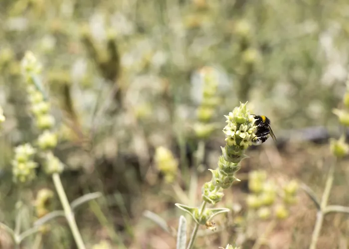 Hotel Ktima Bellou 4*